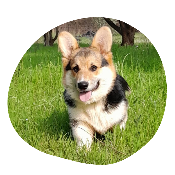 chiot Corgi Occitanie