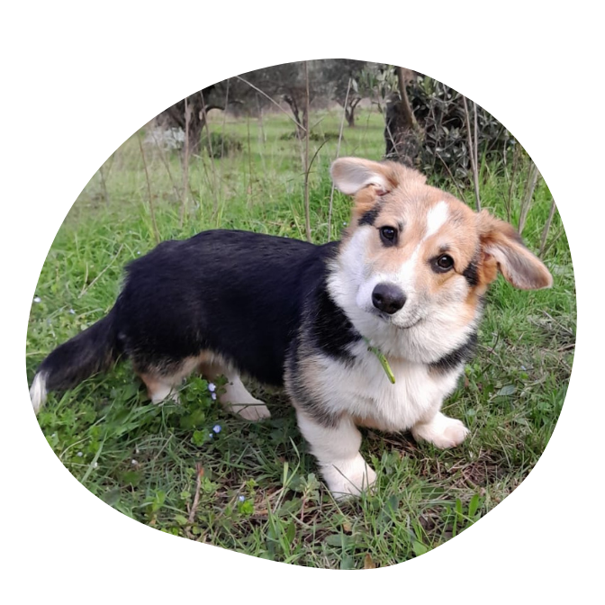 chiot Corgi Hérault