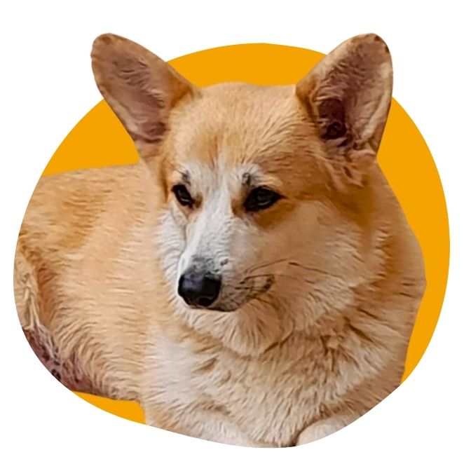 tests santé Corgi LOF