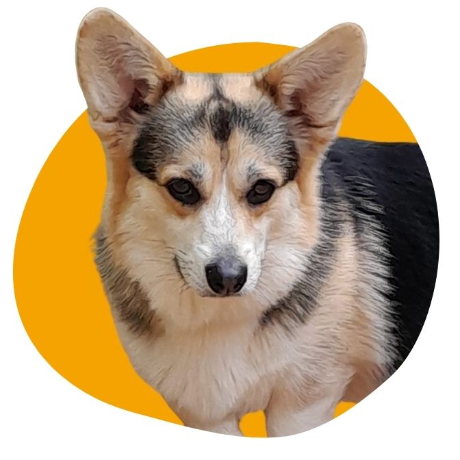 chiot Corgi à vendre