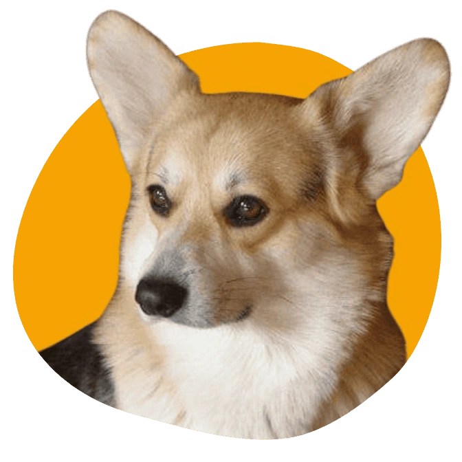 élevage Corgi responsable