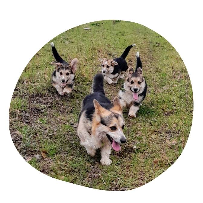 élevage familial Corgi