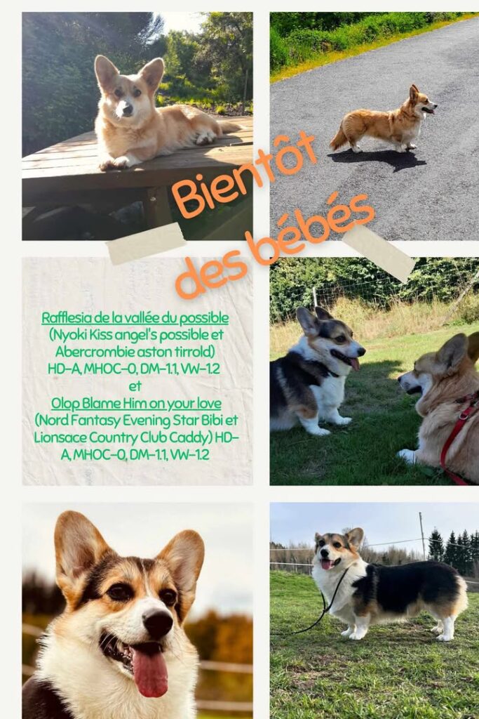 bébés Corgi octobre 25